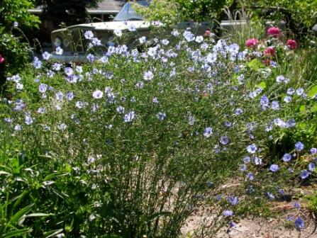 Linum lewisii